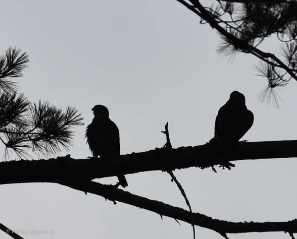 One merlin giving the other a cold shoulder.