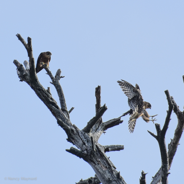 Merlins in a tree -- Connecticut River