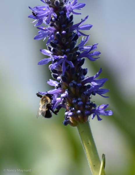 Pickerel weed