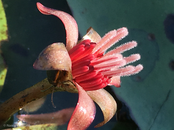 A small pink flower