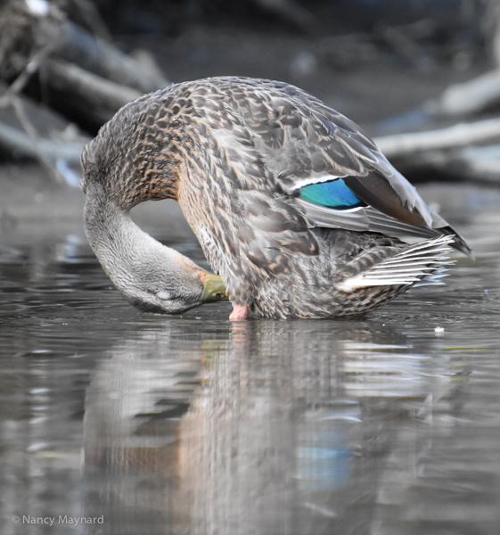 Mallard preening