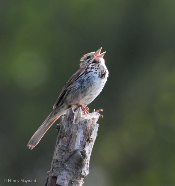Song Sparrow -- North Hartland Lake