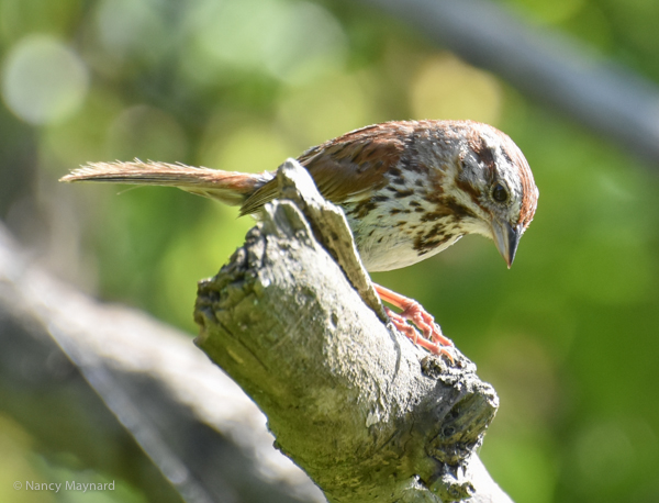 Song sparrow  -- North Hartland Lake.