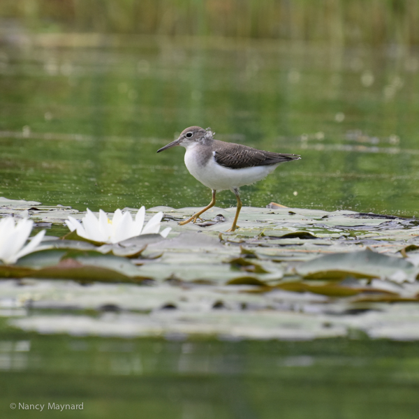 A young spotted sandpiper.