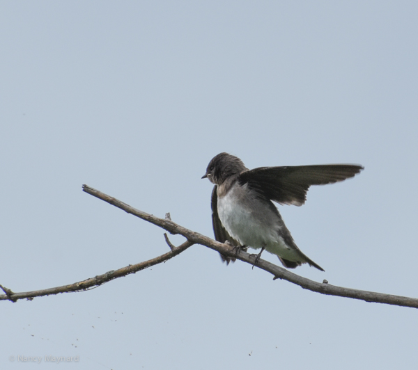 Rough Winged Swallow