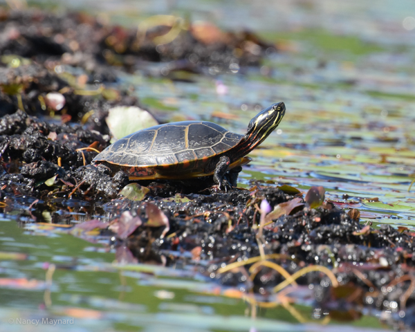 Painted turtle