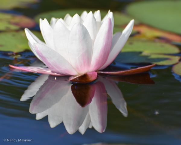 Water lily