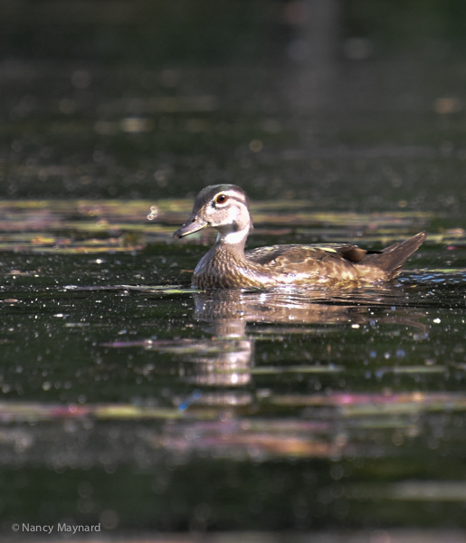Wood duck -- Mink Brook, Hanover, NH