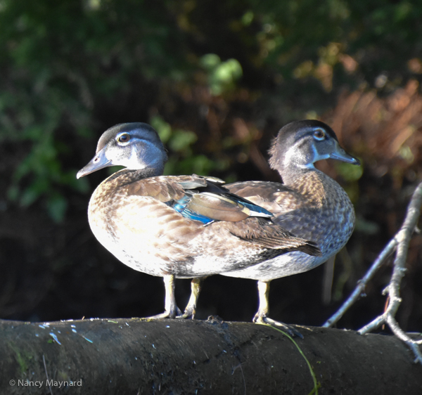 Wood ducks on a log