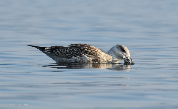 Black-backed gull --Squam Lake 