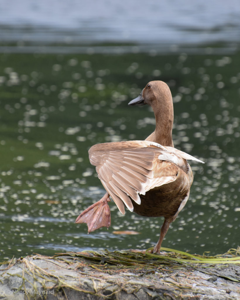 Brown Duck on one leg -- Kilowatt Park, Wilder, VT 8/17/16
