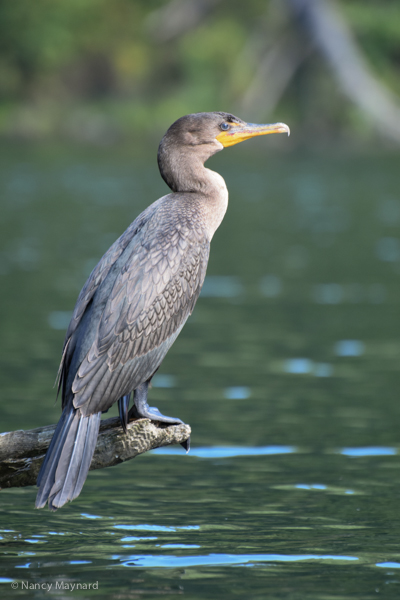 Double crested cormorant --North Hartland Lake, VT 8/28 /16