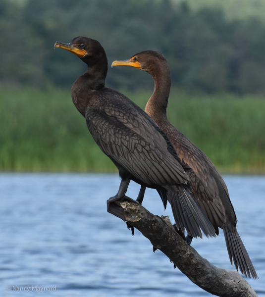 Double crested cormorants --North Hartland Lake, VT 8/28/16