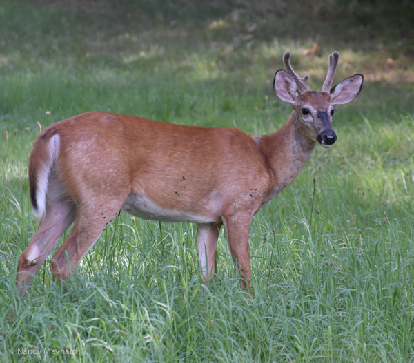deer-8248