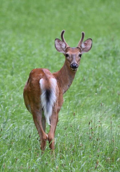 deer-8258