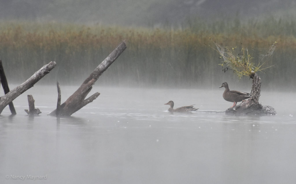 Ducks in fog --Ompompanoosuc River 8/20