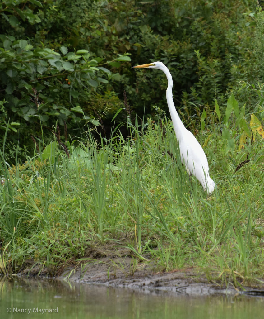 Great egret --North Hartland Lake 8/21/16