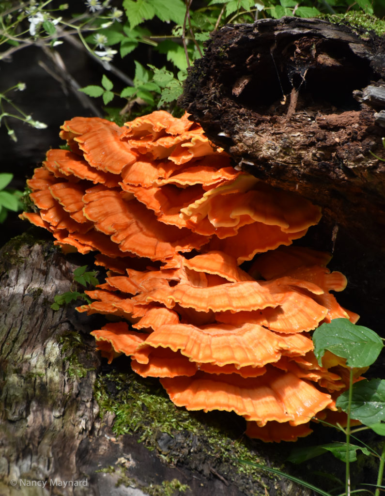 Chicken of the woods -- Ompompanoosuc River, 8/20/16