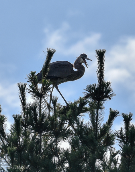Great Blue Heron in tree --North Hartland Lake, VT 8/25/16
