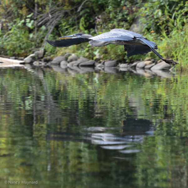 Great blue heron flying low -- North Hartland Lake, VT 8/28/16