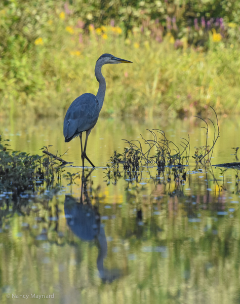 Great blue heron -- Ompomanoosuc River 8/27