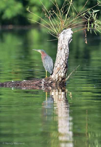 Green heron --Ompompanoosuc River, VT 8/27/16 