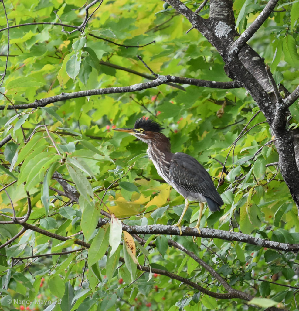 Green heron --Connecticut River, Wilder, VT 8/18/16