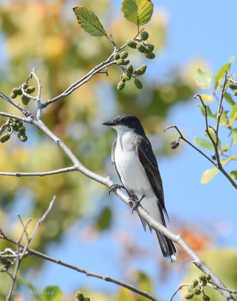 Kingbird in an alder --Ompompanoosus River, 8/27