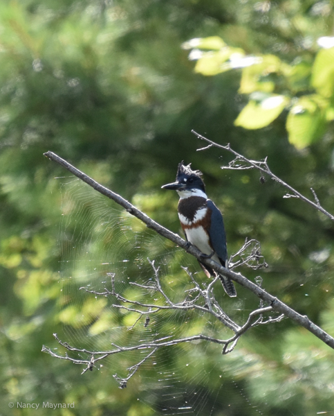 Kingfisher --North Hartland Lake