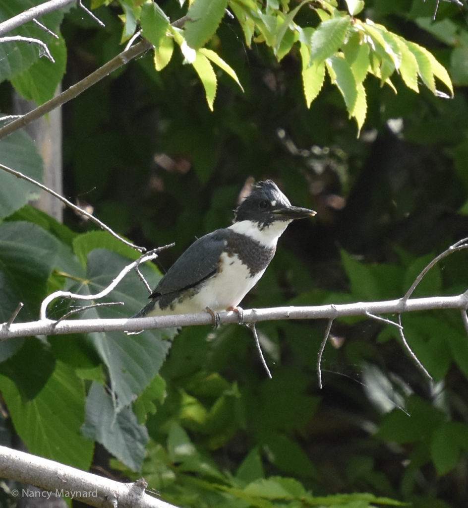 Belted kingfisher --North Hartland Lake, 8/21/16