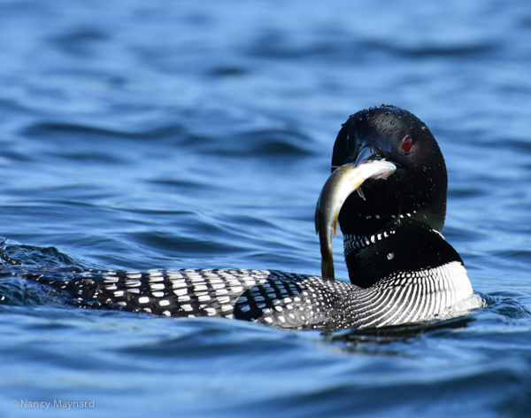 Loon with fish for baby.