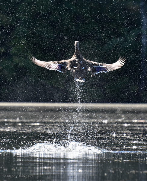 Mallard taking off --Ompompanoosus River, 8/27
