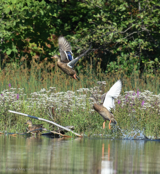 Mallards flying --Ompompanoosuc River, 8/27