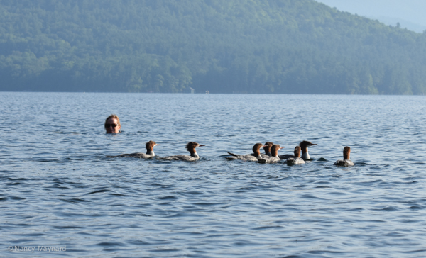 Mergansers with a swimmer off of Church Island, Squam Lake, NH