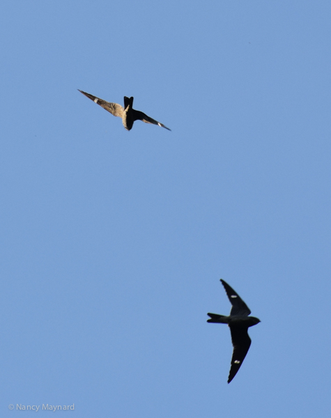 Nighthawks migrating --Connecticut River, Wilder,VT 8/24/16