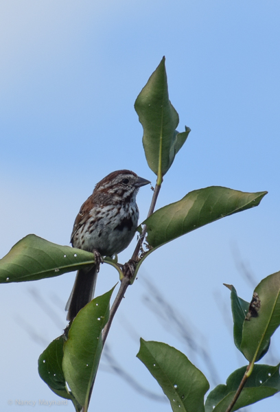 Song Sparrow --Squam Lake