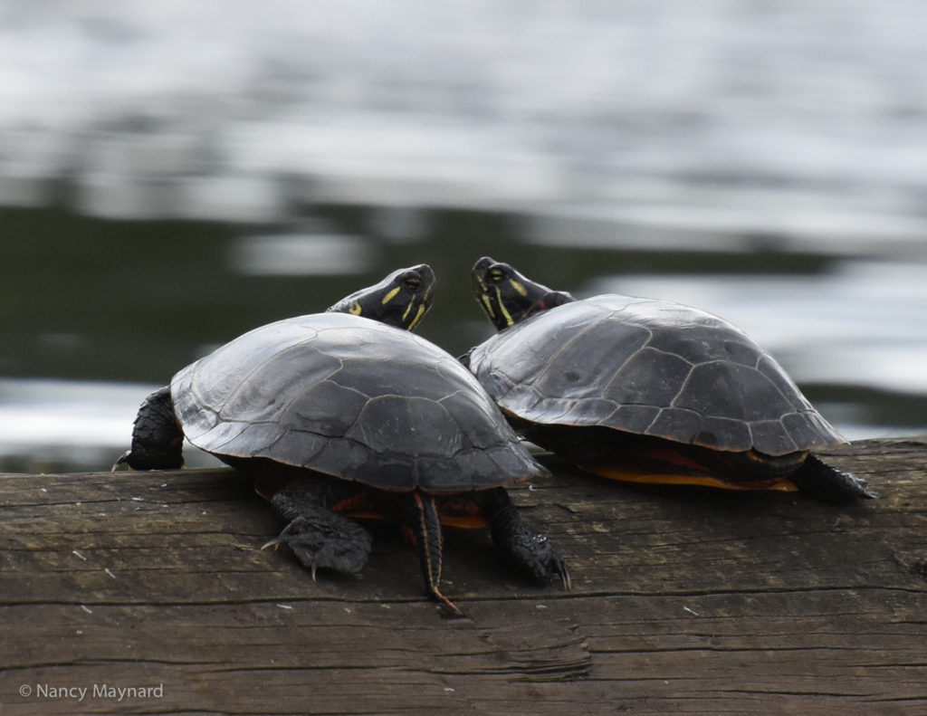 Painted turtles -- North Hartland Lake, VT 8/21/16
