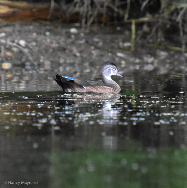 Wood duck -- Connecticut River, Wilder,VT 8/24/16