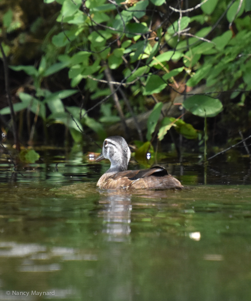 Wood duck --Connecticut River