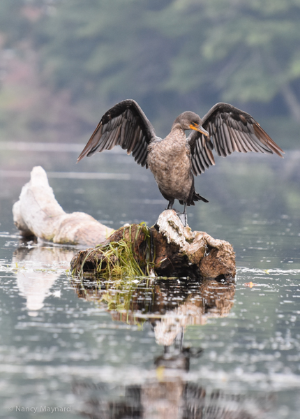 Cormorant stretching wings --Connecticut River, NH 9/10/16