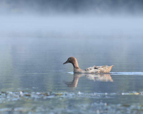 Brown Duck  --Connecticut  River, NH 9/17/16