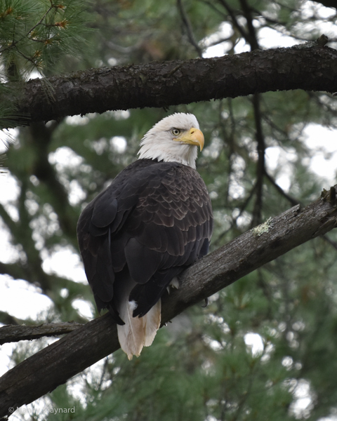 Bald eagle --Connecticut River, NH 9/12/16