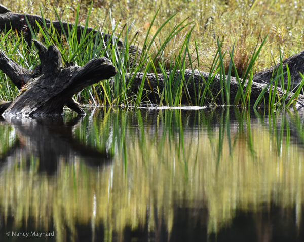 Fall reflections --Grafton Pond, NH 9/20/16