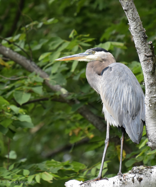 Great blue heron --Mink Brook, NH 9/10/16 