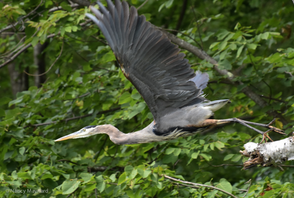 Great blue heron  --Mink Brook, NH 9/10/16