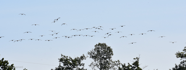 Canada geese --North Hartland Lake, VT 9/3/2016