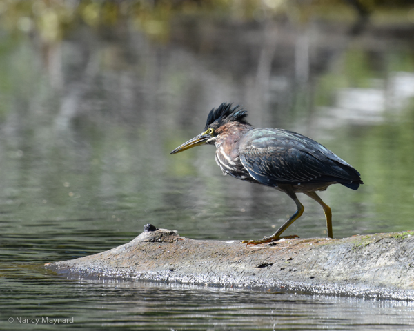 Green heron --Connecticut  River, NH 9/15