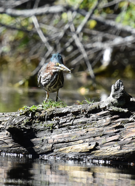 Green heron --Connecticut  River, NH 9/15