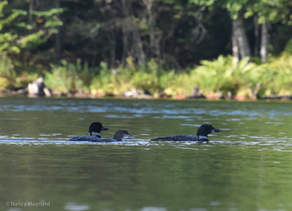 Loon family -- Grafton Pond, NH 9/20/16