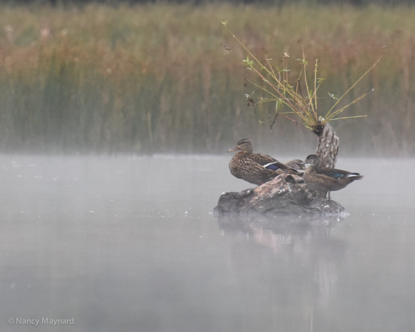 Mallard and wood duck --Ompompanoosuc River, VT 9/14/16 